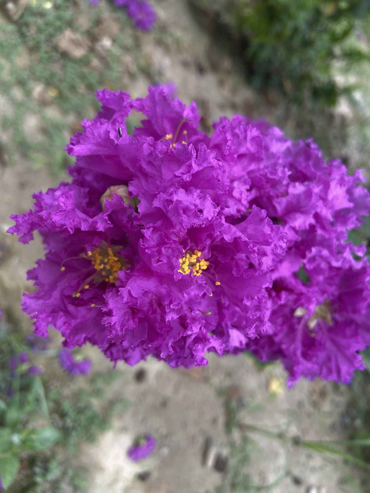 50 MIXED CREPE MYRTLE Lagerstroemia Indica Tree Shrub Crape 6 Color Mix - Red, Purple, Light Pink, Dark Pink, White, & Lilac Flower Seeds