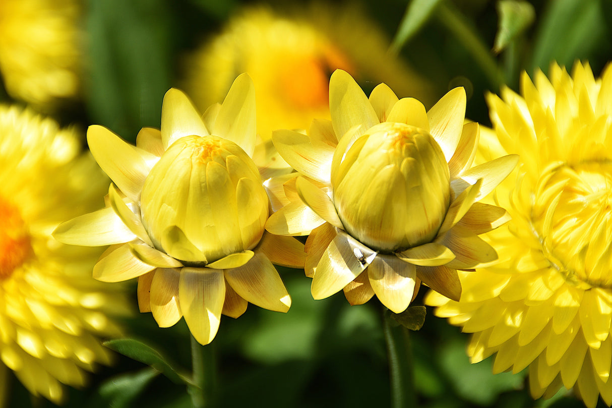 50 YELLOW DOUBLE STRAWFLOWER Xerochrysum Bracteatum Helichrysum Flower Seeds
