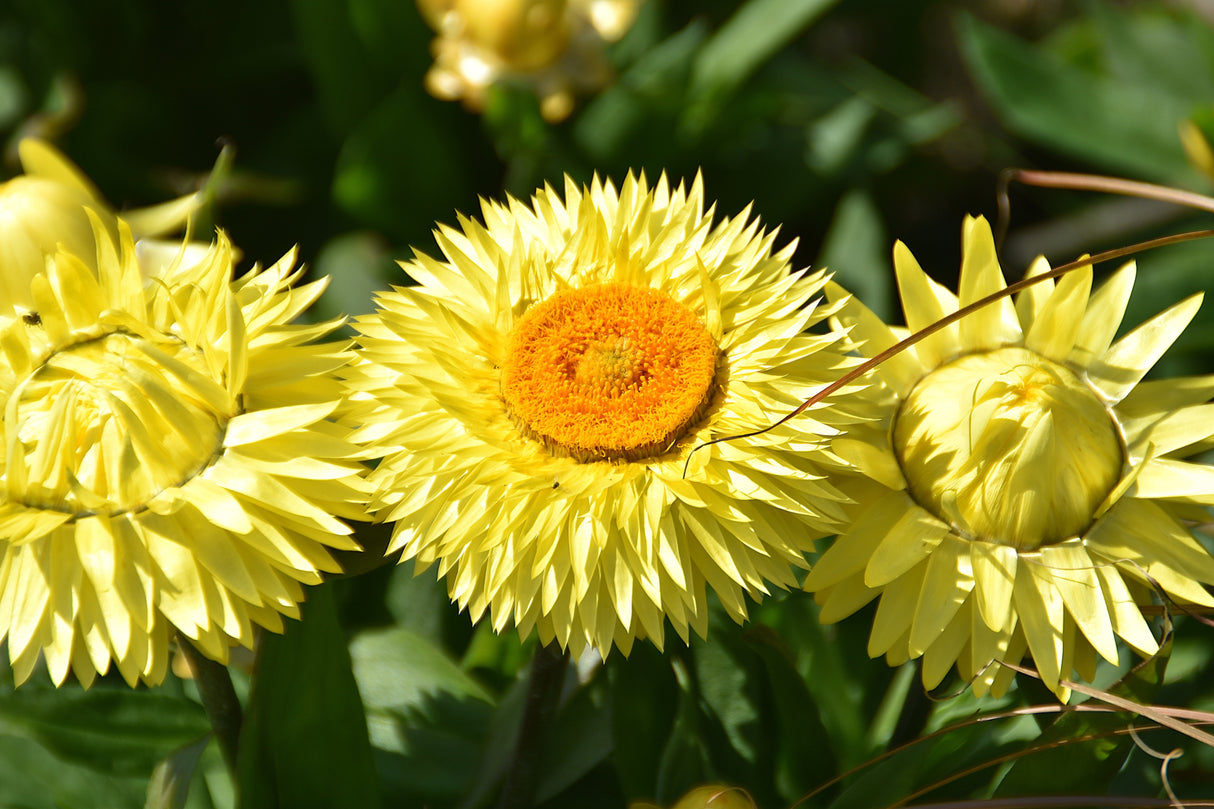 50 YELLOW DOUBLE STRAWFLOWER Xerochrysum Bracteatum Helichrysum Flower Seeds