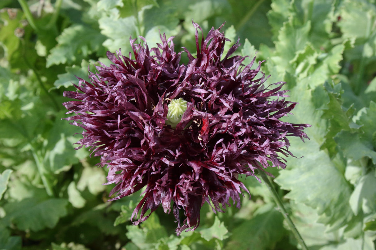 250 BLACK Swan PEONY POPPY Papaver Somniferum Dark Burgundy Double Flower Seeds
