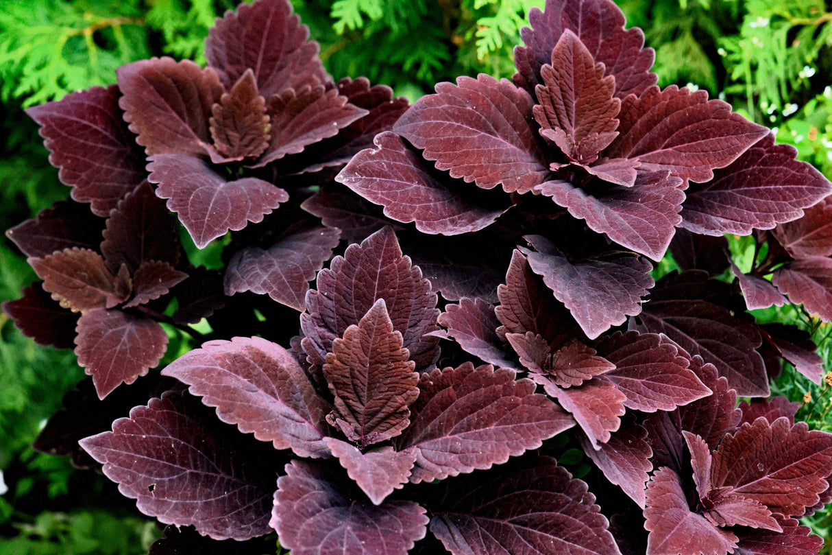 100 Mixed Colors COLEUS RAINBOW MIX Shade Houseplant Solenostemon Flower Seeds