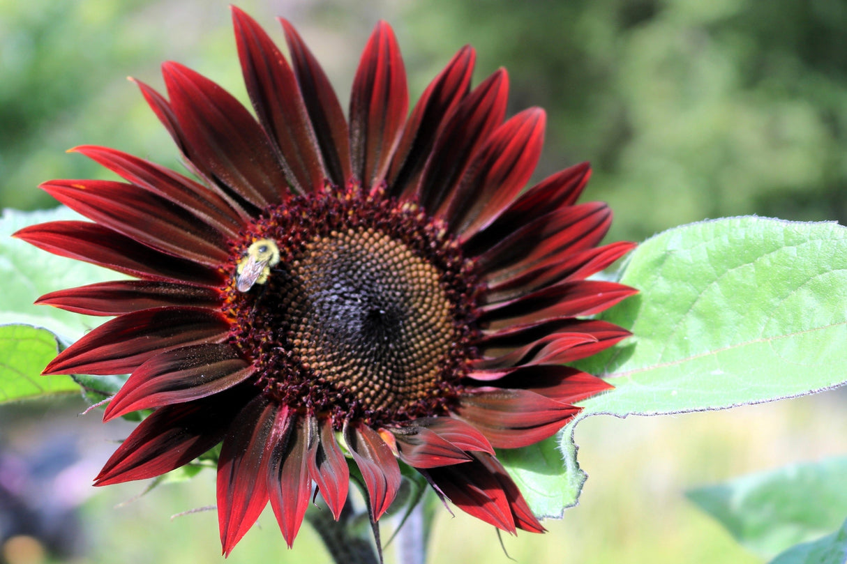 25 CHOCOLATE CHERRY SUNFLOWER Helianthus Annuus Red & Brown Flower Seeds