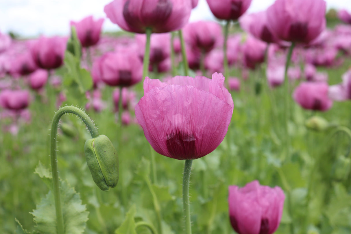 1000 SINGLE LILAC POPPY Papaver Somniferum Purple Heirloom Flower Seeds
