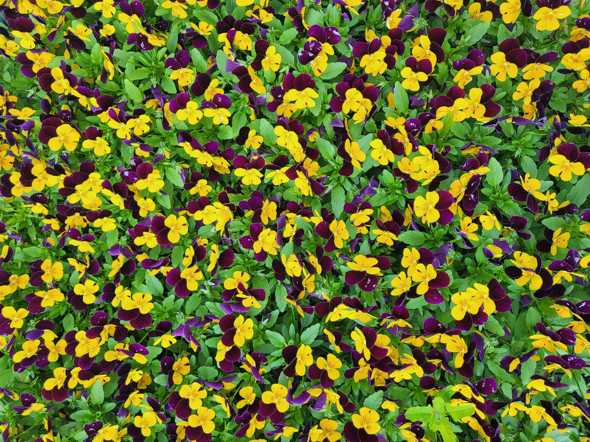 50 Dark JOHNNY JUMP UP Violet Viola Tricolor Flower Seeds