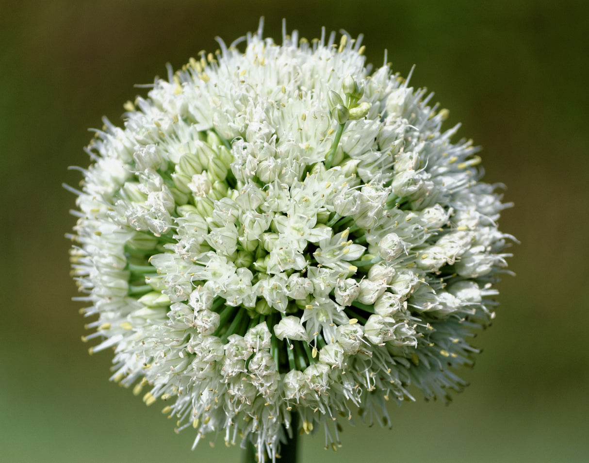500 SOUTHPORT White Globe BUNCHING ONION Allium Cepa Vegetable Seeds
