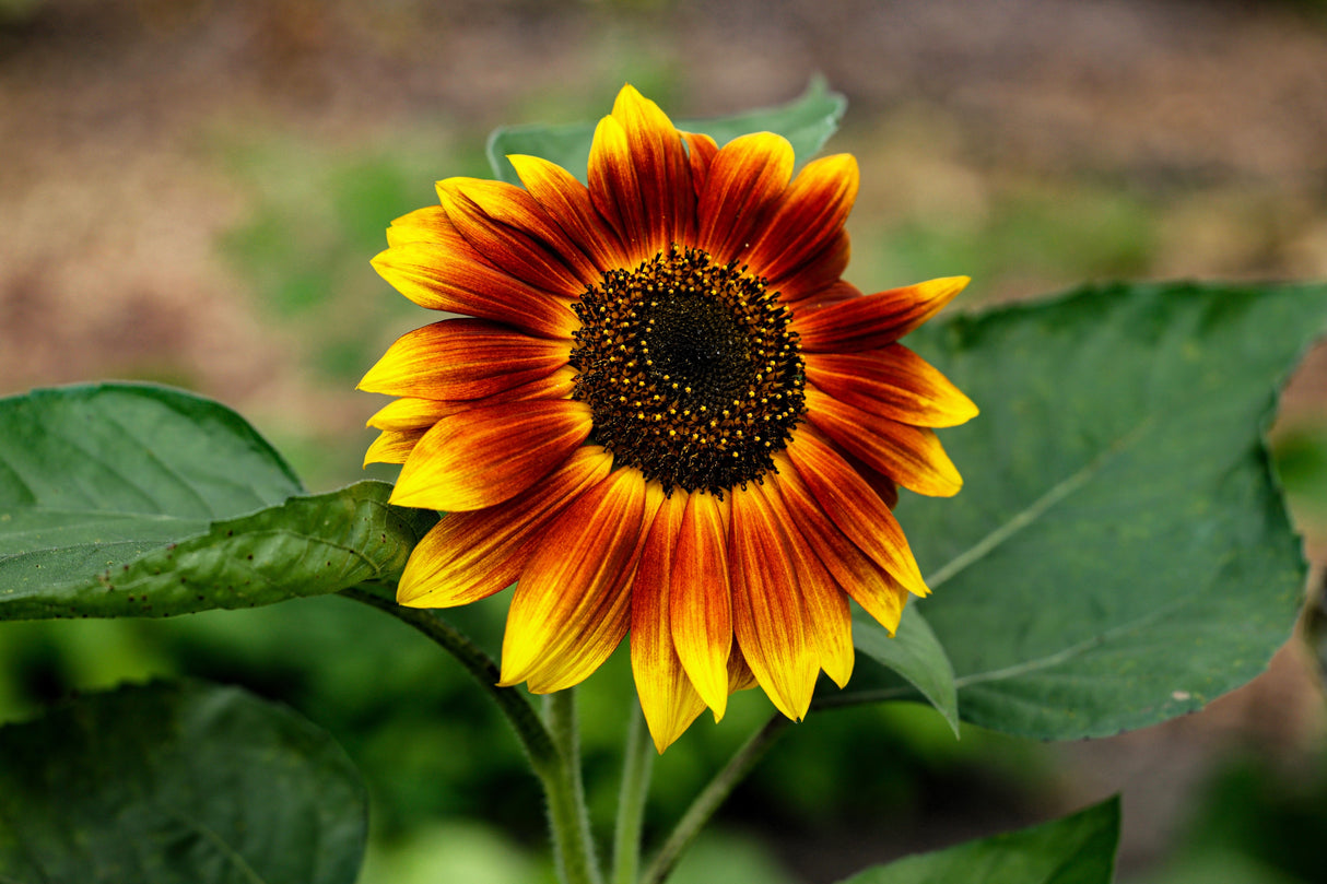 25 INDIAN BLANKET SUNFLOWER Helianthus Annuus Mixed Colors Flower Seeds