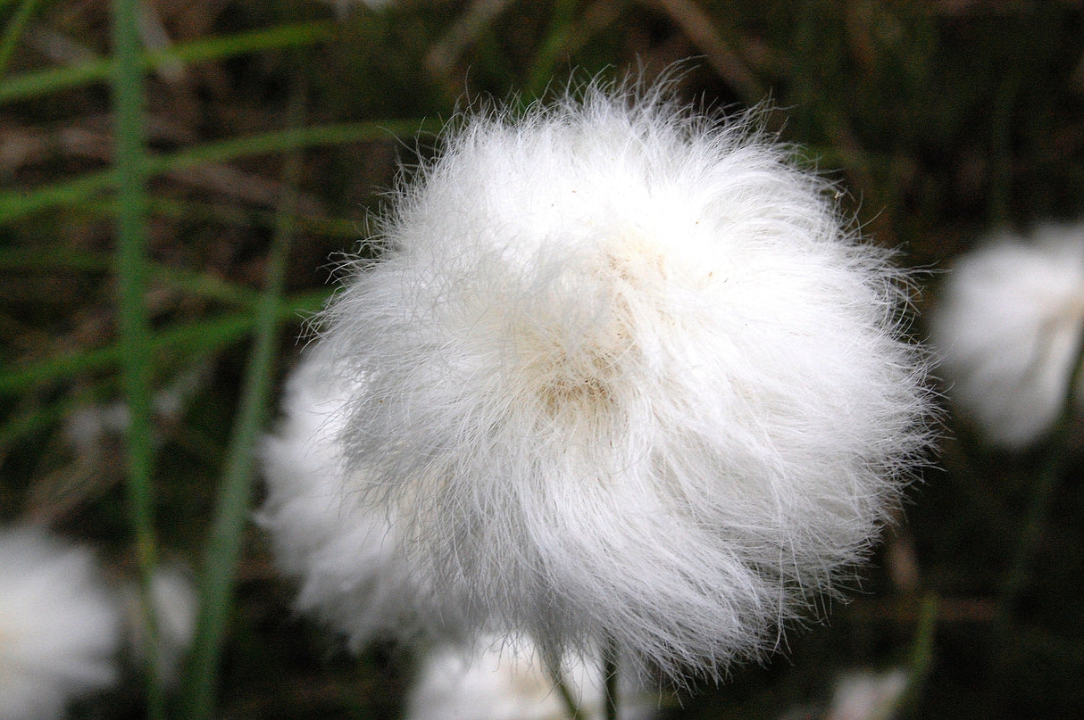 25 TAWNY COTTONGRASS Flower Seeds Eriophorum Virginicum Hare's Tail Cotton Grass Seeds