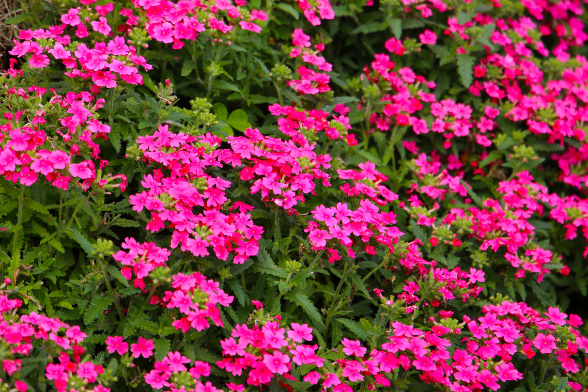 200 Pink & Purple MOSS VERBENA Verbena Tenuisecta Fragrant Hummingbird Flower Seeds