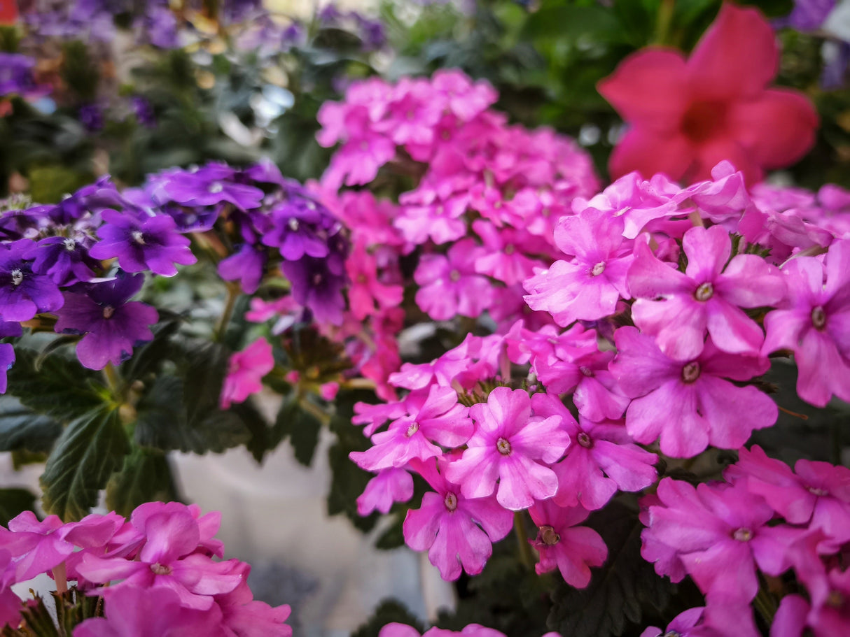200 Pink & Purple MOSS VERBENA Verbena Tenuisecta Fragrant Hummingbird Flower Seeds