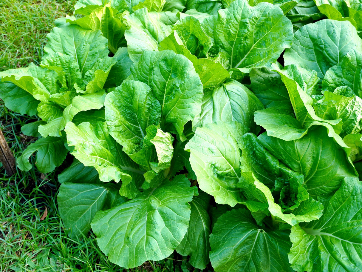 3000 FLORIDA BROADLEAF MUSTARD Brassica Juncea Herb Vegetable Seeds