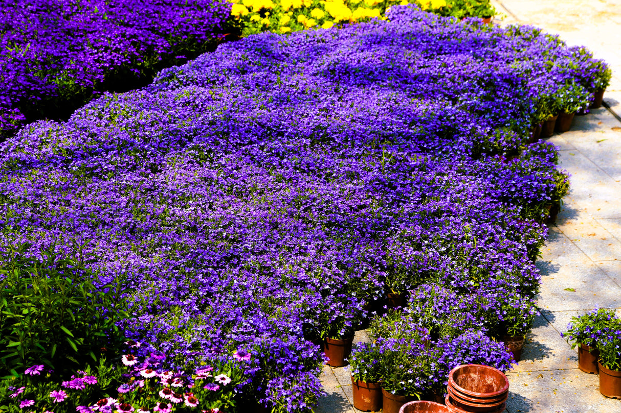 200 Lavender & White MRS CLIBRAN LOBELIA Erinus Flower Seeds