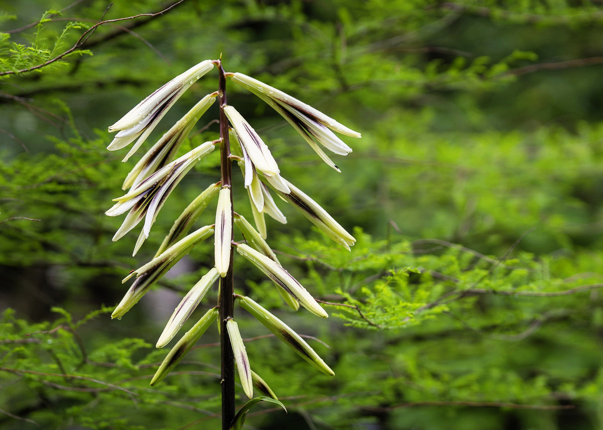 10 Seeds GIANT HIMALAYAN LILY Cardiocrinum Giganteum White & Red Shade Flower
