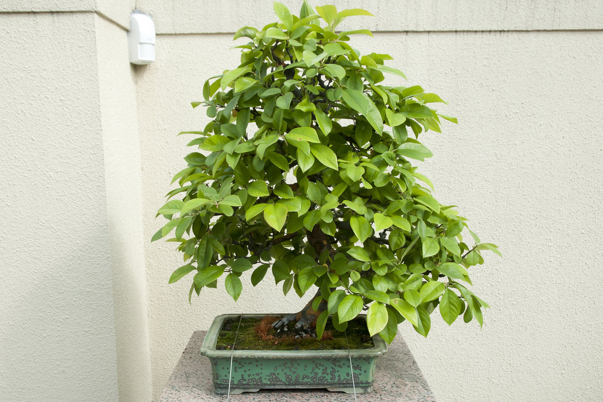20 Chinese QUINCE FRUIT TREE Chaenomeles Sinensis Pseudocydonia Fruit Flower Seeds Thornless