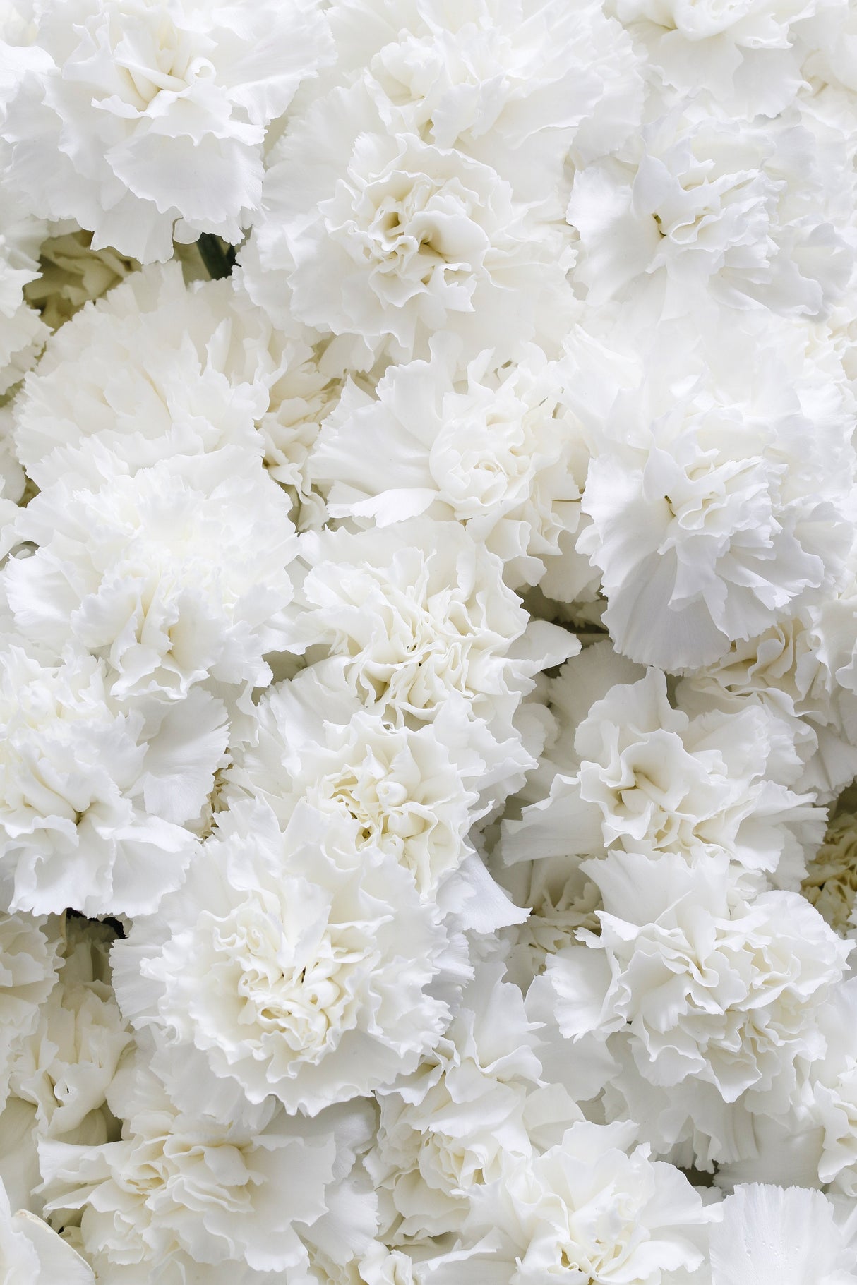 50 WHITE CARNATION Dianthus Caryophyllus Grenadin Flower Seeds