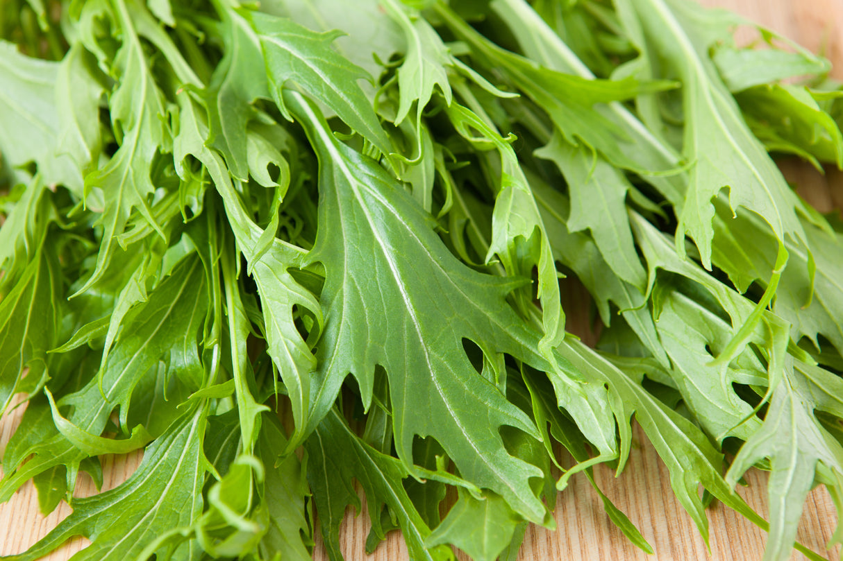 1000 GREEN MIZUNA MUSTARD Japanese Greens Brassica Juncea Herb Vegetable Seeds