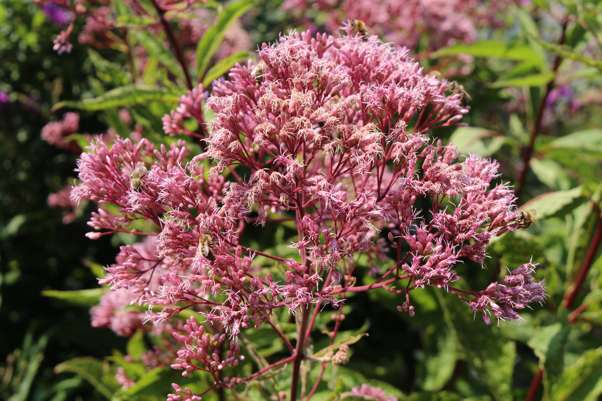 50 Pink JOE PYE WEED Eupatorium Maculatum Flower Seeds