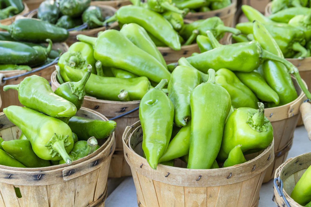 300 ANAHEIM CHILI PEPPER (New Mexico Chili Pepper) Capsicum Annuum Vegetable Seeds