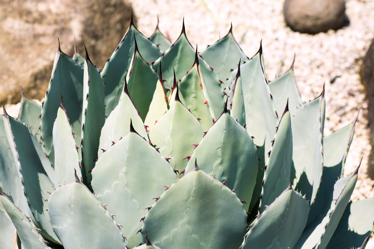 5 ARTICHOKE AGAVE Parry's Huachuca Agave Parryi Huachucensis Century Plant Succulent Cactus Seeds