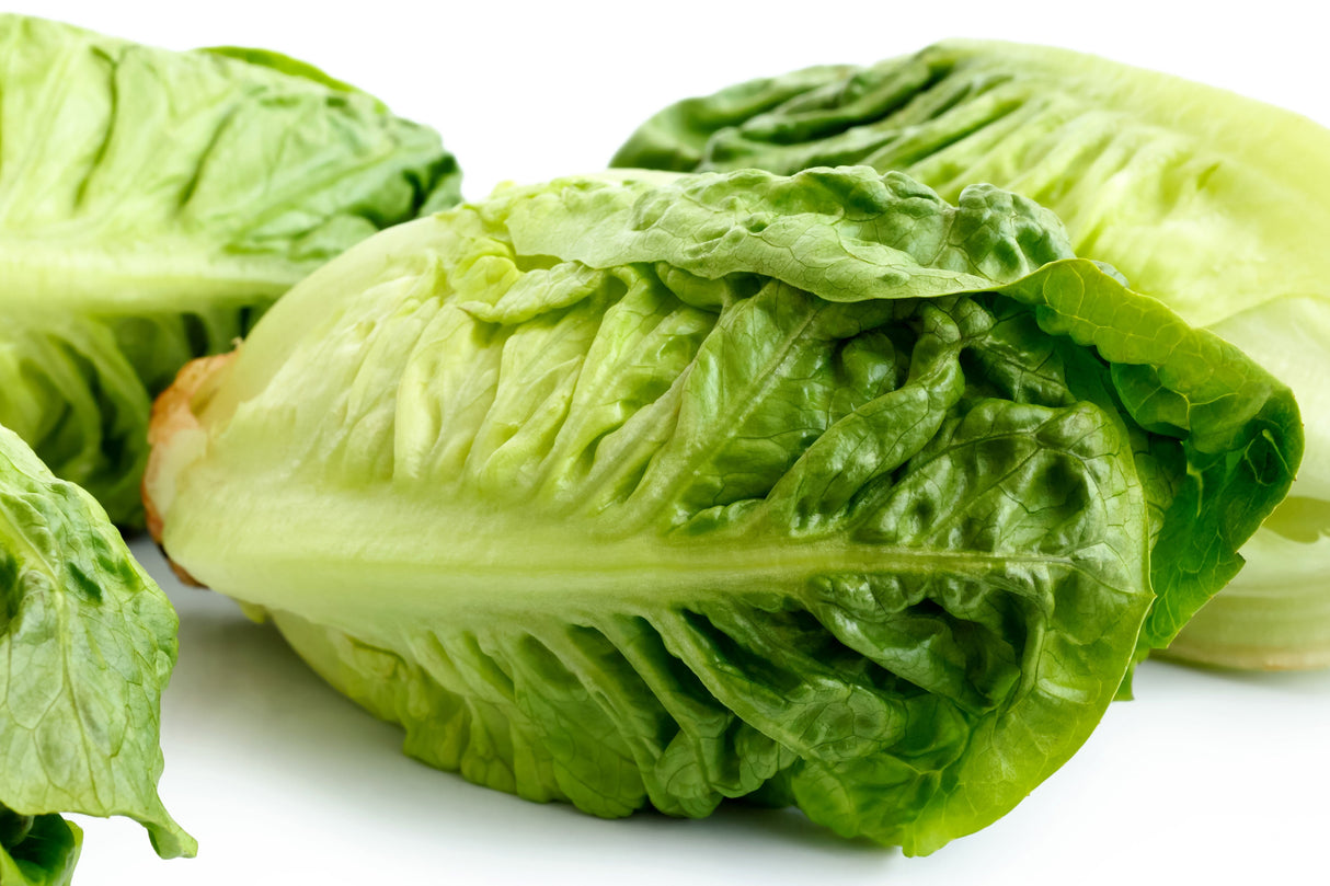 3000 LITTLE GEM LETTUCE Small Romaine Butterhead Lactuca Sativa Vegetable Seeds