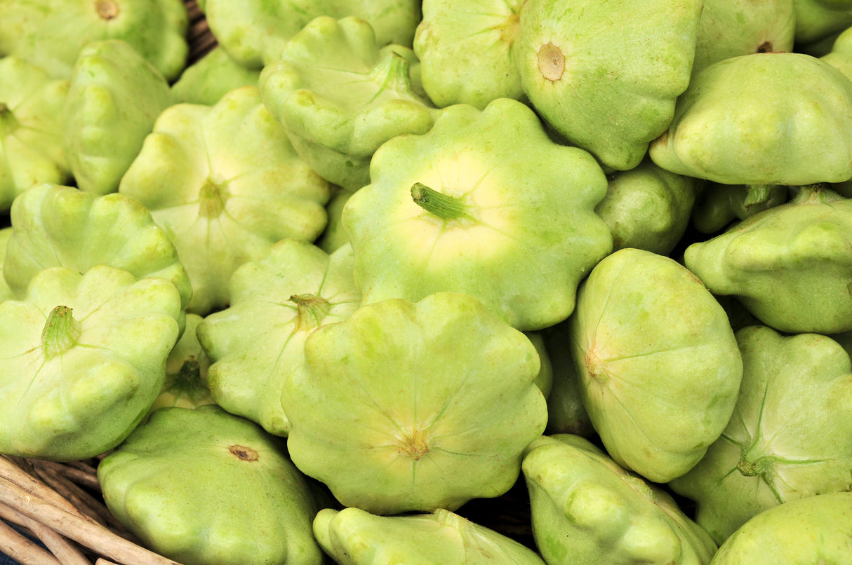 20 Green Tint BUSH SCALLOP SQUASH (Patty Pan / Paty Pan / Squanter Squash) Summer Cucurbita Pepo Vegetable Seeds