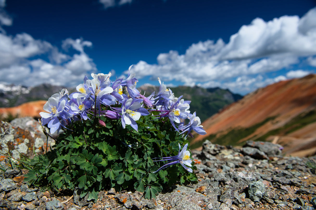 50 Blue ROCKY MOUNTAIN COLUMBINE Aquilegia Caerulea Flower Seeds