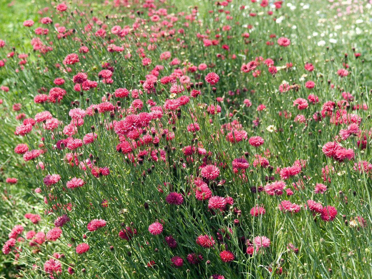 750 Red BACHELOR'S BUTTON / CORNFLOWER Centaurea Cyanus Flower Seeds