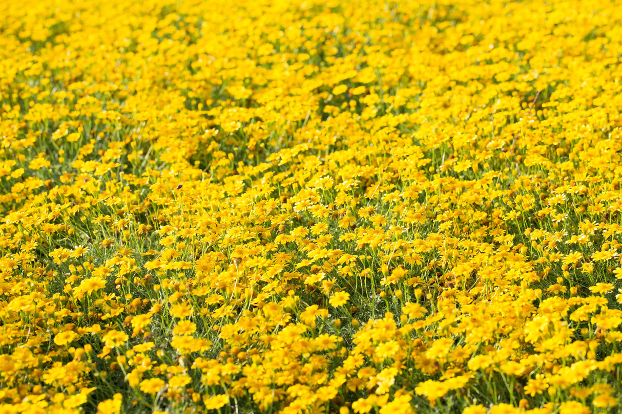 1000 DAHLBERG DAISY Thymophylla Tenuiloba Yellow Flower Seeds - aka Golden Fleece, Gold Carpet, Shooting Star