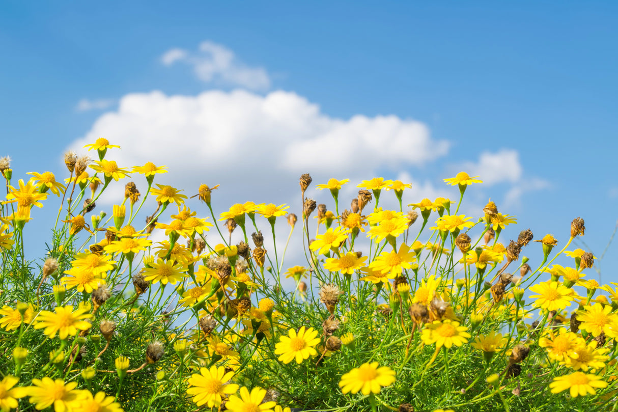1000 DAHLBERG DAISY Thymophylla Tenuiloba Yellow Flower Seeds - aka Golden Fleece, Gold Carpet, Shooting Star