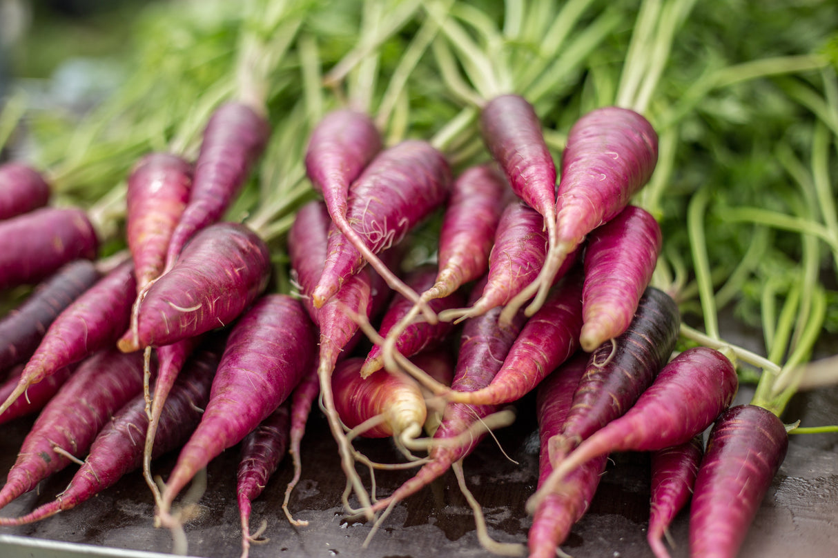 400 COSMIC PURPLE CARROT Daucus Carota Vegetable Seeds
