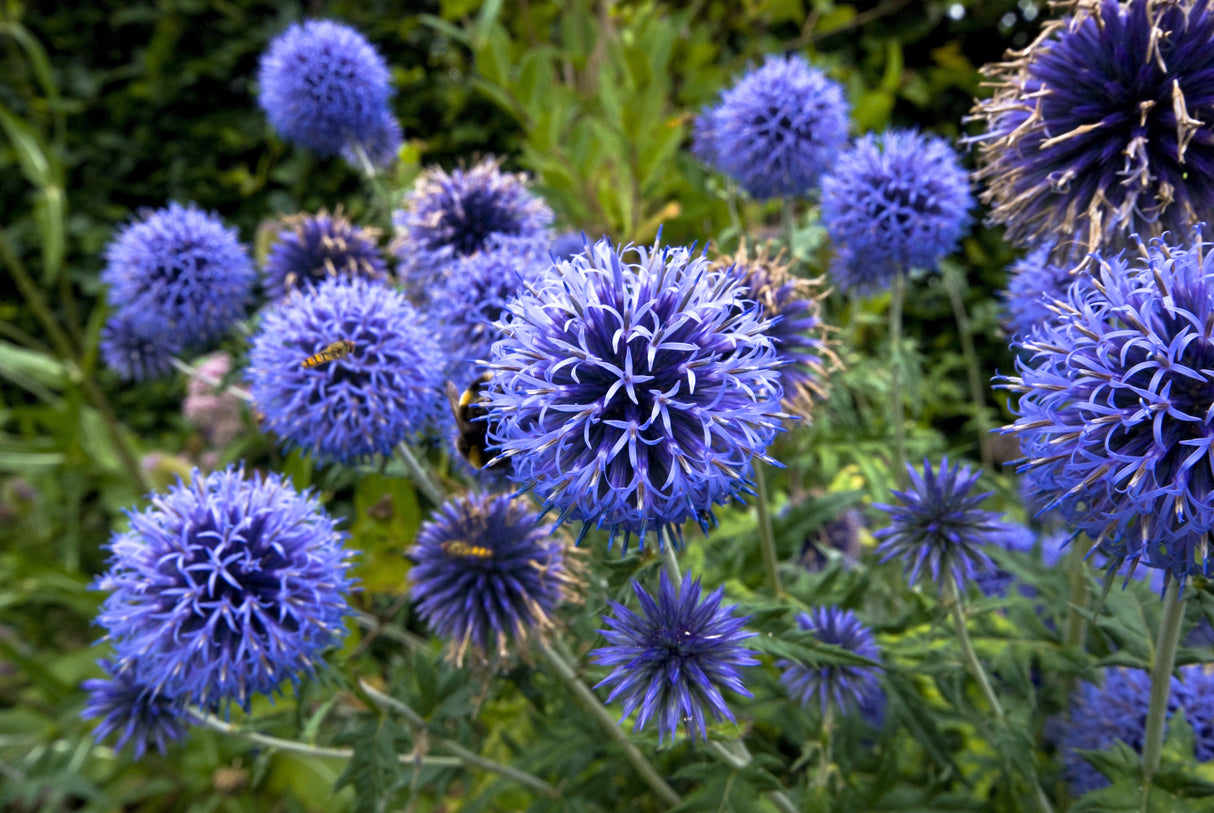 25 Blue GLOBE THISTLE Echinops Ritro Southern Globethistle Pollinator Flower Seeds
