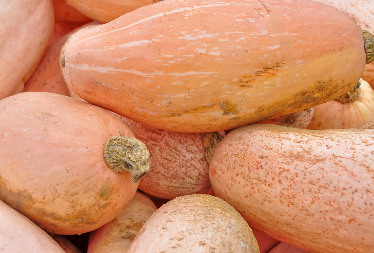 25 Jumbo PINK BANANA SQUASH Cucurbita Maxima Heirloom Winter Vegetable Seeds