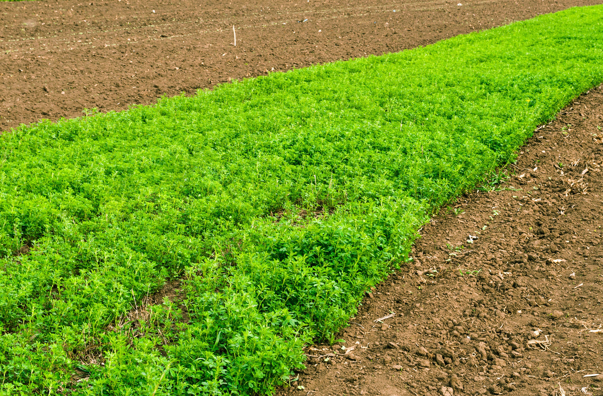 2000 ALFALFA Medicago Sativa Flower Plant Seeds