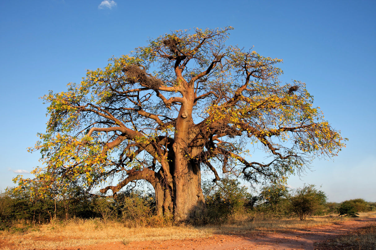 5 African BAOBAB TREE Adansonia Digitata Monkey Bread Judas Fruit Seeds