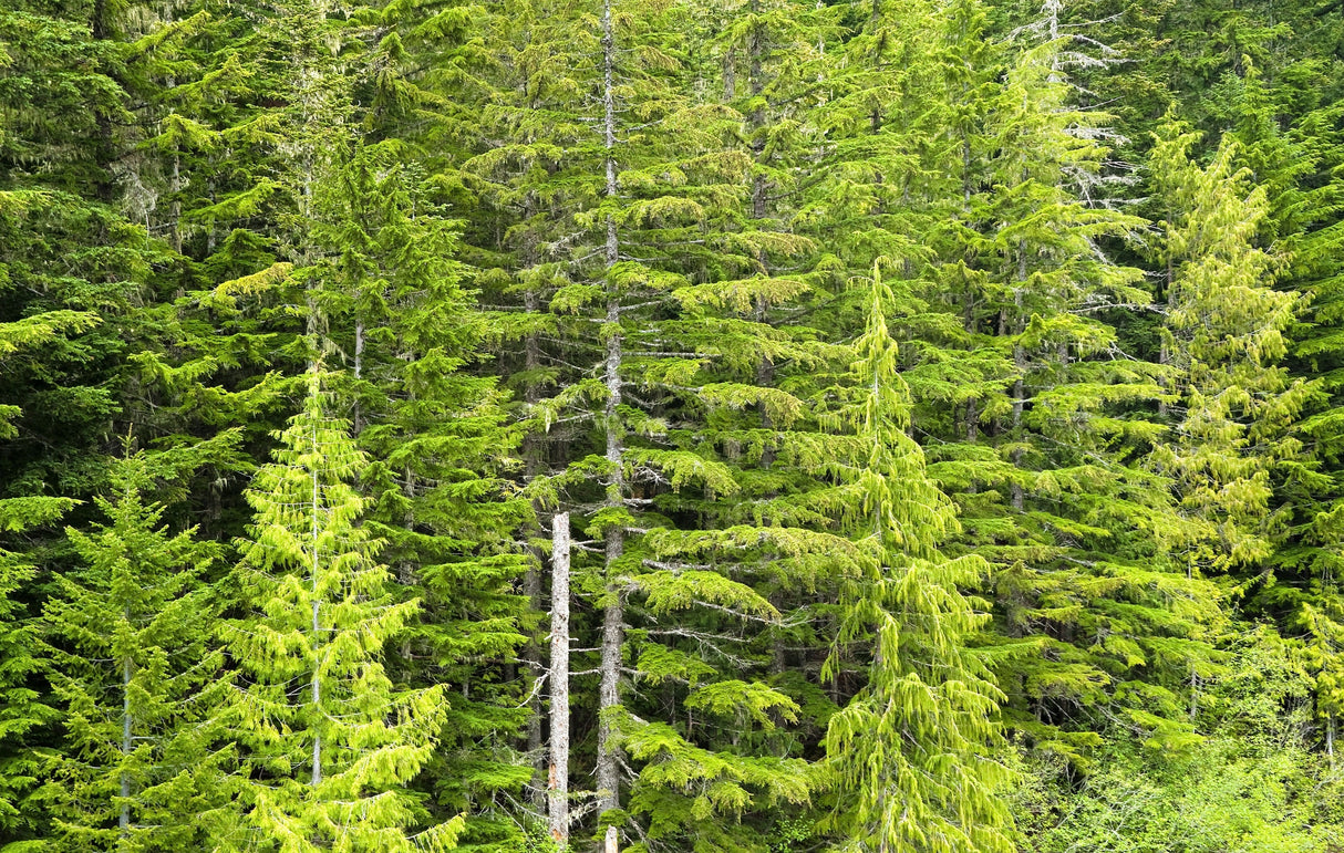 Grow Your Own CHRISTMAS TREE - Douglas Fir ( Pseudotsuga Menziesii ) Gift Packet of Tree Seeds