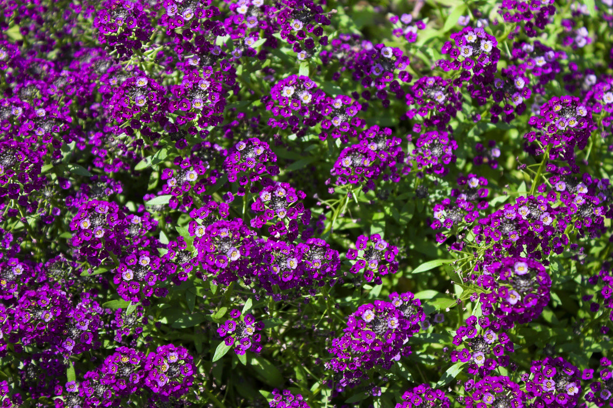 100 EASTER BONNET ALYSSUM Lobularia Maritima Bright Violet Purple Flower Seeds