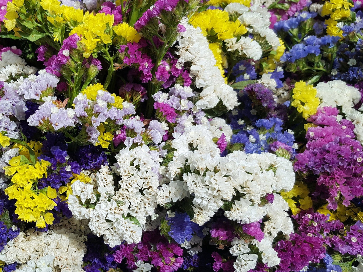 50 Pacific Mix STATICE (Sea Lavender) Mixed Colors Limonium Sinuatum Flower Seeds