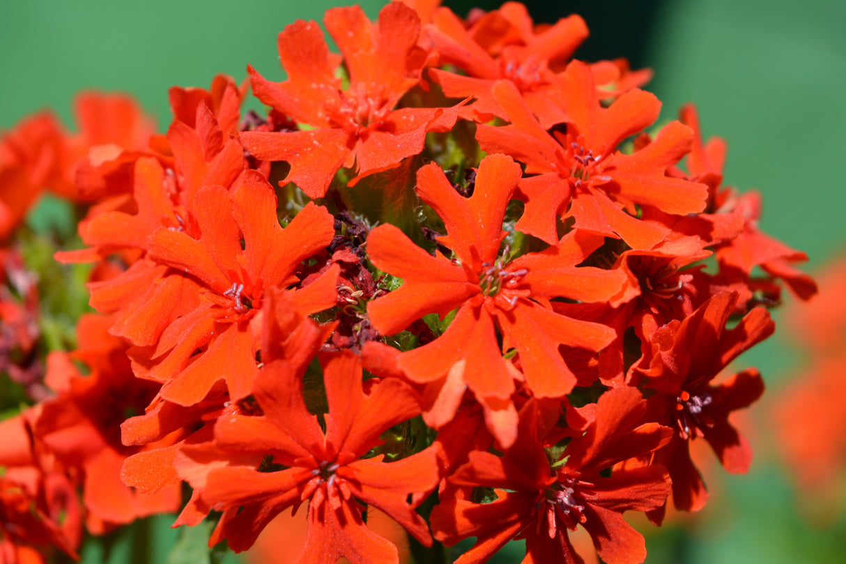 70 RED LYCHNIS Chalcedonica Campion Silene Maltese Cross Flower Seeds
