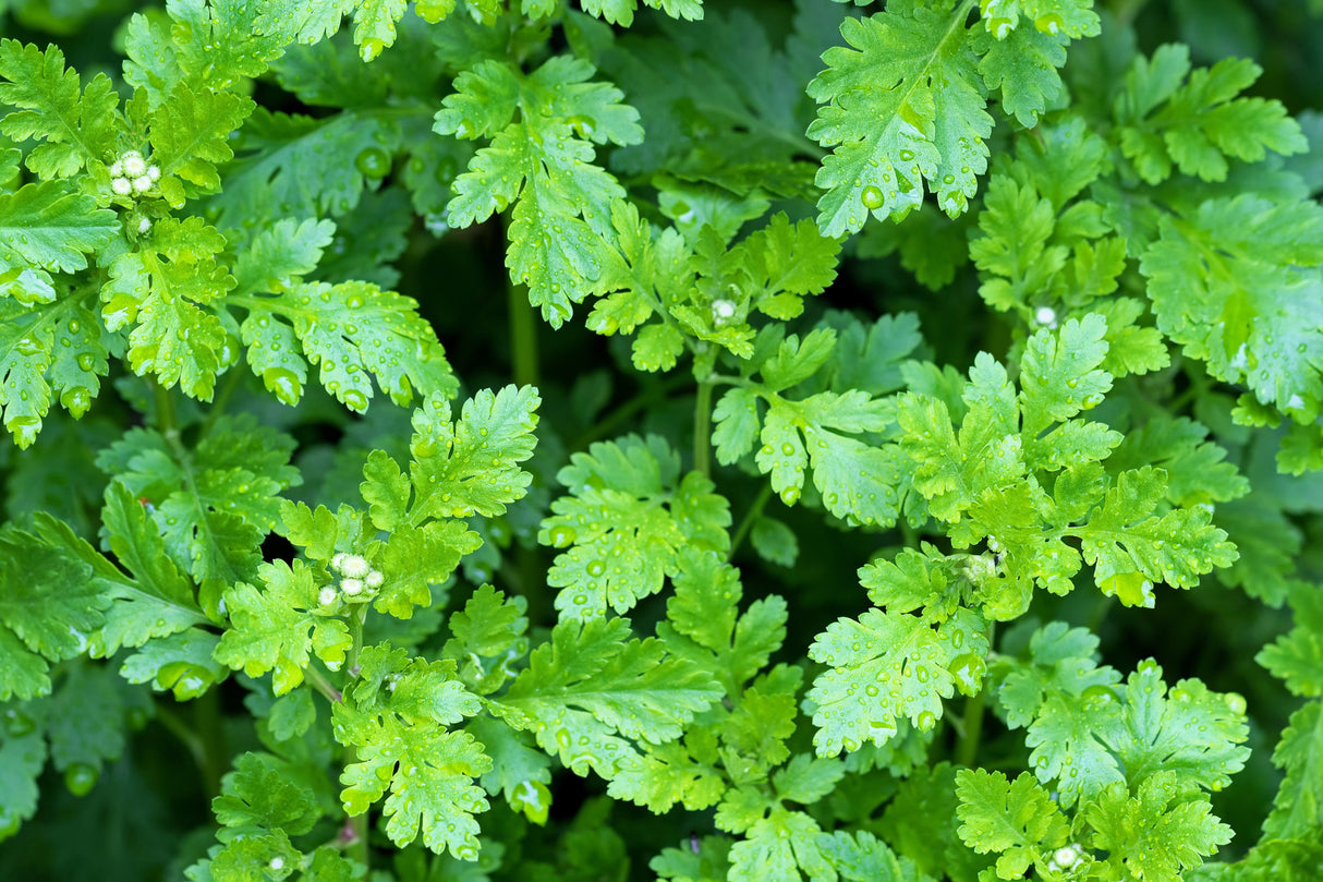 300 FEVERFEW Tanacetum Parthenium Herb Flower Seeds