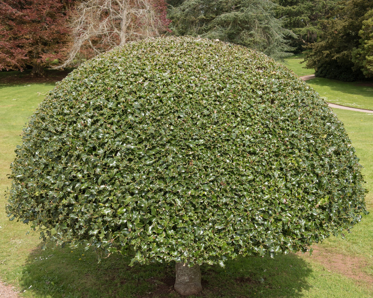 40 ENGLISH HOLLY Ilex Aquifolium aka European Common or Christmas Holly Evergreen Tree Shrub Berry Seeds