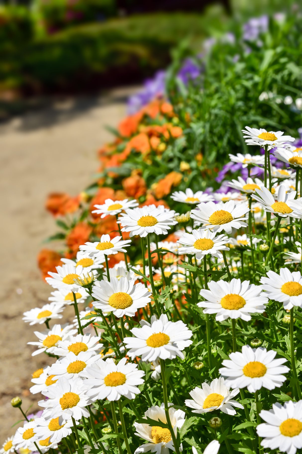 100 White DWARF CREEPING DAISY Chrysanthemum Paludosum Leucanthemum Flower Seeds
