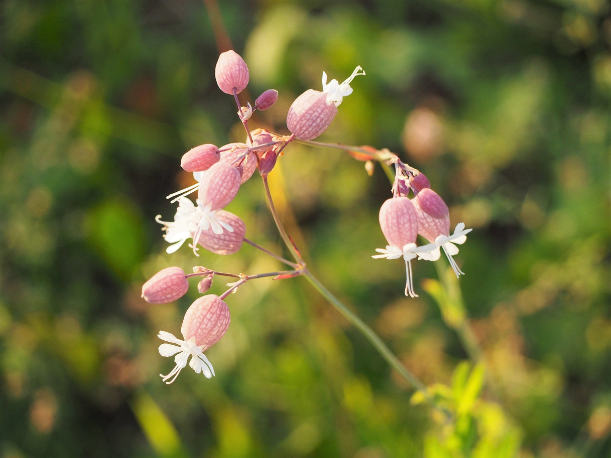 100 MAIDENSTEARS Silene Vulgaris aka Bladder Campion Maidens Tears Pink & White Flower Seeds