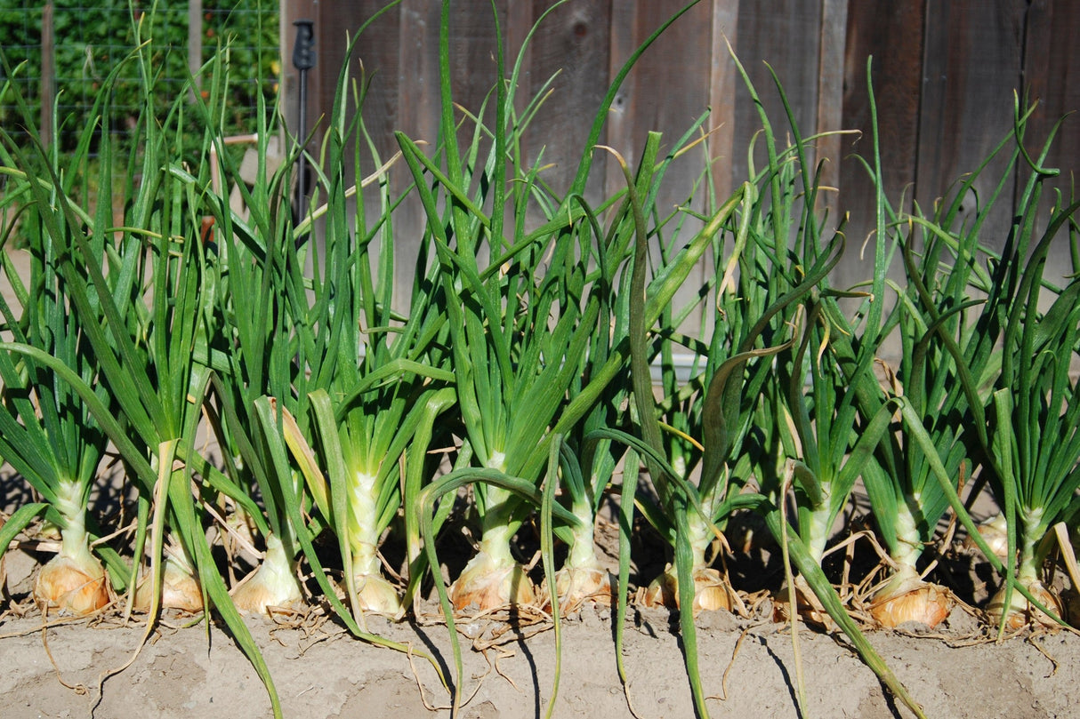 400 Texas EARLY GRANO ONION Large Sweet Yellow Allium Cepa Vegetable Seeds