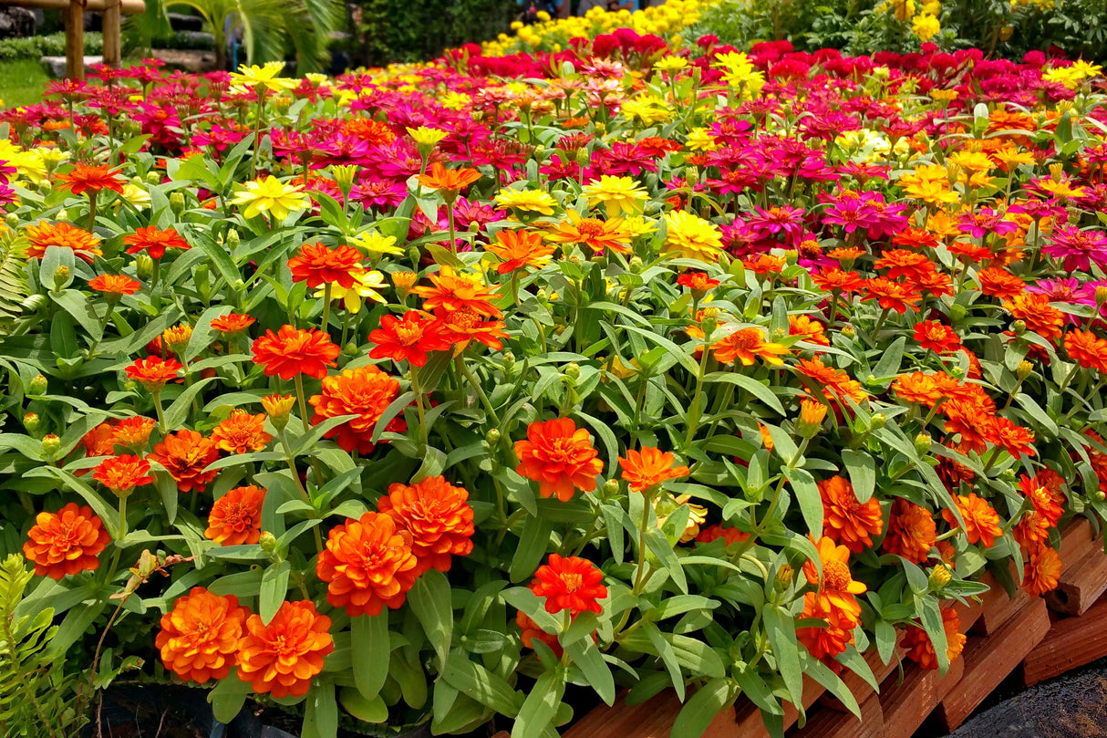 150 DWARF THUMBELINA ZINNIA Elegans Mixed Colors Flower Seeds