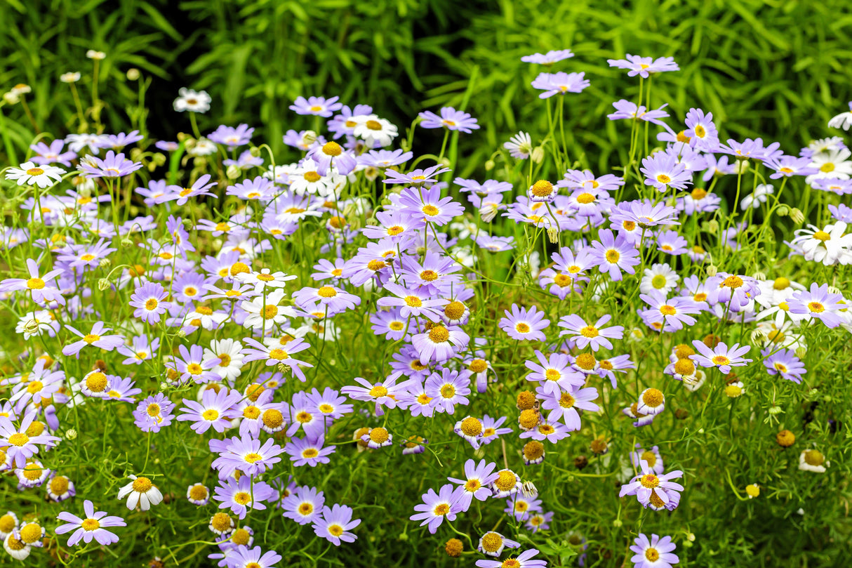200 Purple Mix SWAN RIVER DAISY Brachyscome Iberidifolia Flower Seeds