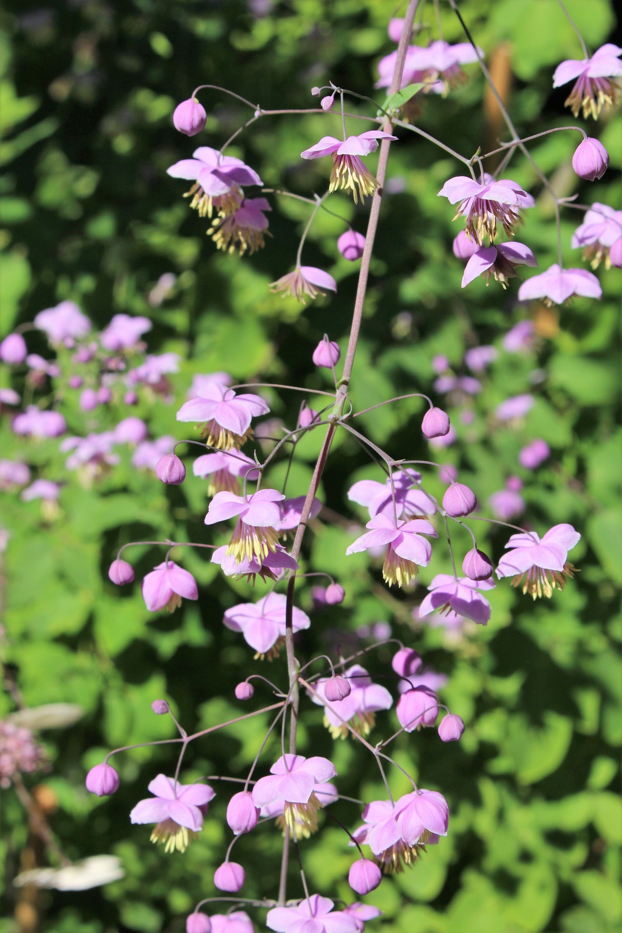 5 CHINESE MEADOW RUE Pink Yunnan Thalictrum Dipterocarpum Delavayi Flower Seeds