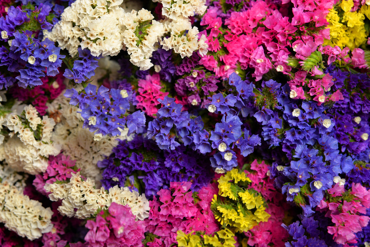 50 Pacific Mix STATICE (Sea Lavender) Mixed Colors Limonium Sinuatum Flower Seeds