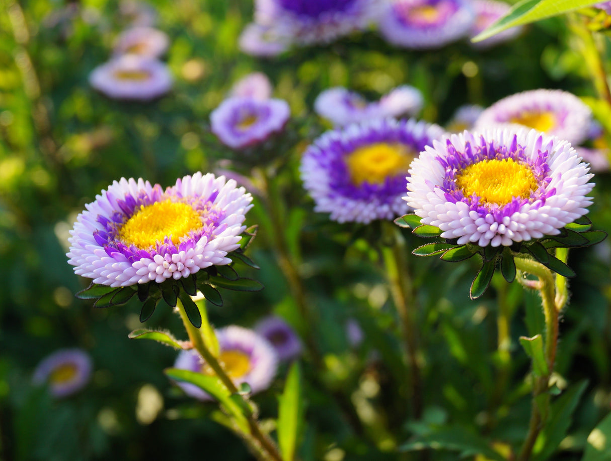 50 BLUE MOON ASTER Callistephus Pompon Double Flower Seeds