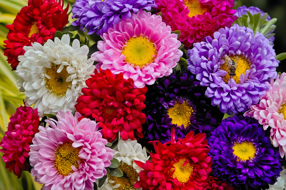 1000 POWDER PUFF ASTER Mix Callistephus Chinensis Flower Seeds