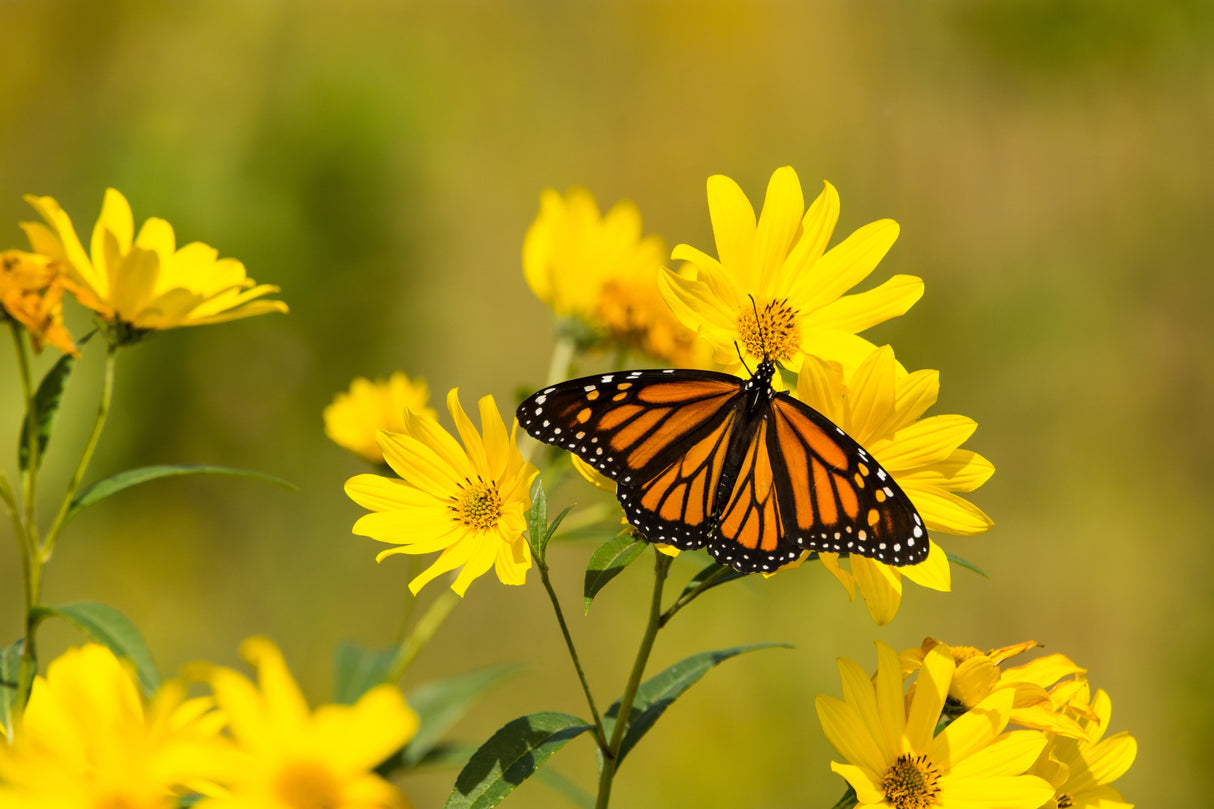 10 Yellow COMPASS PLANT Silphium Laciniatum Prairie Compassplant 4" Flower Seeds
