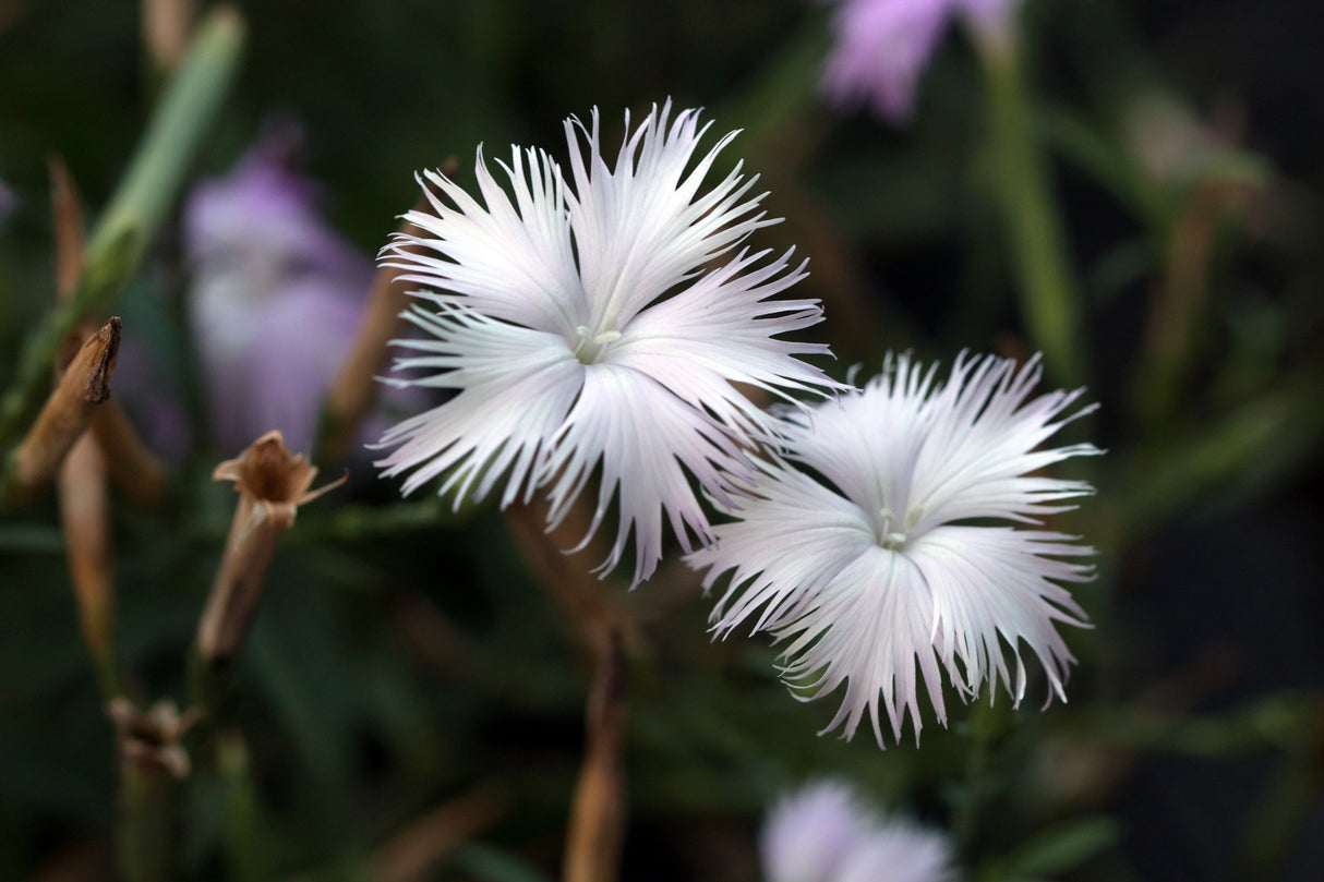 1000 FRINGED PINKS DIANTHUS Superbus White Pink Purple Flower Seeds